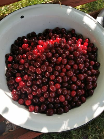 A close-up, overhead shot shows a large, white enamel basin filled with fresh, ripe cherries. The basin is positioned outdoors, resting on a wooden surface with green grass visible in the background. Sunlight casts bright highlights on the cherries, particularly on those at the top of the basin, creating a glistening effect. Some cherries are a deep, dark red, while others are a brighter, more vibrant red. The context provided places this scene in Pociumbeni, Moldova.