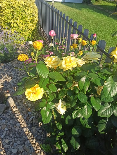 The image depicts a rose bush with several yellow and pink roses in various stages of bloom, situated in a garden with a gravel pathway and a dark grey wooden fence in the background. A lush, green lawn is visible beyond the fence, bathed in sunlight. A bright yellow-green bush is to the left of the roses, and purple lavender is visible behind it. The scene appears to be outdoors, with the lighting suggesting it is daytime. The location is identified as Kniazhdvir, Ukraine.