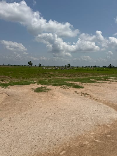 The image depicts a landscape scene from Garin Dogo, Nigeria. The composition is dominated by a vast expanse of light brown, dusty terrain occupying the right side, with sparse patches of green grass. To the left, a lush green field stretches into the distance, dotted with a few scattered trees. In the far distance, a line of white objects, likely livestock such as cows, are visible grazing in the field. The sky above is a brilliant blue, filled with voluminous white cumulus clouds. The lighting suggests it is daytime, likely late morning or early afternoon, with bright sunshine illuminating the scene. The overall impression is one of a rural, open environment, typical of a savanna or plains region. There is no visible text in the image.