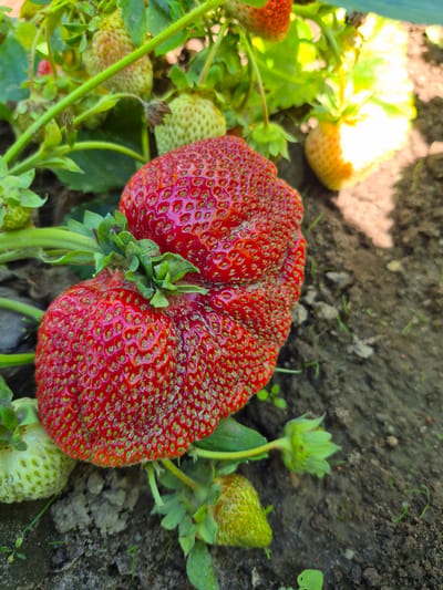 In Gardamas, Lithuania, a close-up photograph captures a cluster of ripe and unripe strawberries growing on a plant. The foreground is dominated by a large, oddly shaped, bright red strawberry, its surface textured with numerous seeds. To the left, a smaller, green strawberry is partially visible. Behind these, several more green strawberries are clustered on the plant, along with vibrant green leaves and stems. The ground beneath the plant is dark soil, with small green shoots of grass scattered sparsely. Sunlight casts bright highlights on some of the strawberries and illuminates the background, creating a soft, slightly blurred effect that draws attention to the fruit. The scene is devoid of any human presence or activity.