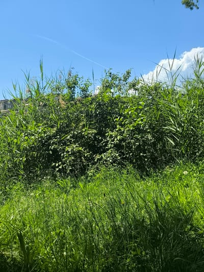 The image depicts a densely overgrown area, likely a field or a neglected urban space, on a sunny day in Chézenas, France. The foreground is dominated by long green grass. A thick tangle of bushes and reeds occupies the middle ground, partially obscuring a building in the background. The sky is blue with a few clouds and a contrail visible. No people or animals are visible. The image conveys a sense of unkempt nature reclaiming an area, possibly at the edge of the town.