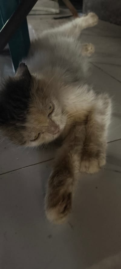 A domestic cat is lying on its side on a tiled floor. The cat has white and orange fur with dark markings on its head. One of its front paws is extended forward, and its hind legs are tucked beneath its body. The cat appears to be relaxed. The background is blurry, but it seems to be an indoor setting. There are no people visible in the image.