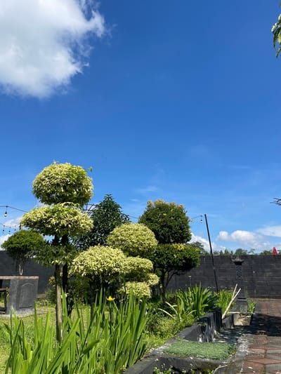 The image captures a garden scene in Sinduagung, Indonesia, under a bright blue sky with scattered clouds. The garden features a variety of plants, including meticulously trimmed, round-shaped trees with variegated foliage and tall, green, sword-like plants. A black brick wall and stepped structure border the garden area. String lights are visible overhead. A stone monument is present in the foreground. The scene is outdoors during daylight hours.