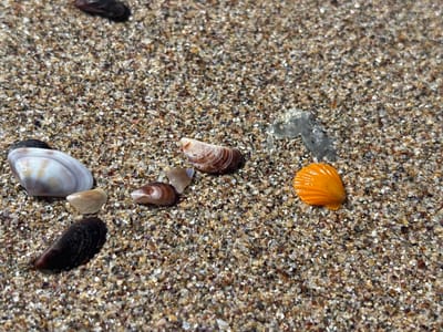 A close-up, high-angle shot captures a collection of shells and a small piece of transparent material scattered on wet sand. The sand is a mix of fine grains in various earthy tones, appearing wet and reflective.
In the foreground, a dark, elongated mussel shell is prominent, lying on its side. To its left and slightly behind it is a larger, striped shell with bands of white, brown, and gray. A small, smooth, light-colored shell is positioned between the mussel and the striped shell.
Further into the frame, a small, elongated shell with reddish-brown stripes lies on its side. To its right, a vibrant orange shell, shaped like a fan with visible ridges, stands out. To the left of the orange shell, a translucent, gray, amorphous piece of material is visible, possibly seaweed or a piece of plastic.
In the upper portion of the image, a dark, elongated shell is partially visible, resting on the sand. The overall scene suggests a natural environment, likely a beach. The location is identified as Rezovo, Bulgaria.