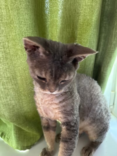 A young cat with grey tabby markings and curly fur sits in front of a green curtain. The cat is looking down and to the left, with its ears slightly tilted forward. The cat's fur appears somewhat sparse, particularly on its belly. The background consists of vertically oriented, pleated green curtains that are illuminated by a bright light source from the right. The scene appears to be indoors, possibly near a window. There is no identifiable location within the city of Zassovskaya, Russia.