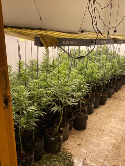 The image displays an indoor cannabis cultivation operation situated in Sant Adrià De Besòs, Spain. Approximately 50-70 cannabis plants, exhibiting early flowering with visible white pistils, are systematically arranged in rows within individual black fabric grow pots. Many plants are supported by slender, dark vertical stakes.
Overhead, a multi-panel LED grow light fixture, marked "BLACK PANTER" and "LED 120W," is suspended from the white ceiling by various electrical wires. A light-colored, possibly beige, fabric material is draped over a section of this lighting unit. Additional loose electrical wiring hangs from the ceiling.
The room features a light brown/tan tiled floor, upon which discarded plant trimmings are visible in the immediate foreground. The background wall is white and appears to have a textured finish. A wooden door frame, light brown in color, is partially visible on the far left, suggesting an entry point into the space. No individuals are present within the scene.