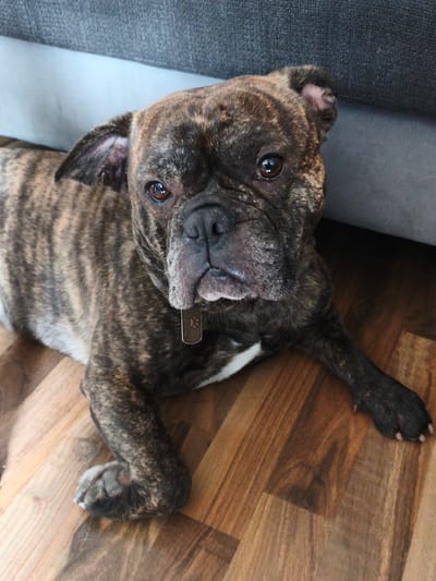 The image shows a brindle French Bulldog lying on a wooden floor next to a sofa. The dog is looking directly at the camera with a neutral expression. Its fur is a mix of dark brown, black, and lighter brown stripes. The dog is wearing a small, rectangular metal tag on a collar. The floor is made of wooden planks with a visible grain pattern. The sofa is upholstered in a dark gray fabric and appears to be a sectional. The background is blurred, but suggests an indoor setting, possibly a living room. There is no visible text in the image, other than on the dog's tag, which is too small to read clearly. The lighting suggests it is daytime. The overall mood of the image is calm and domestic.