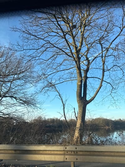 A bare tree dominates the left side of the image, its branches reaching into a clear blue sky. Below it, another tree mirrors the bareness. The right portion of the image displays a denser grouping of trees along what seems to be a body of water, with a metallic guardrail prominently featured in the foreground. The scene evokes a winter or early spring setting. The perspective is upward, looking towards the sky.