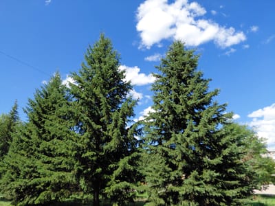 This is a horizontal, eye-level, outdoor medium shot of a line of fir trees against a bright blue sky with scattered white clouds. The trees are lush and green, with dense foliage. Sunlight filters through the branches, creating areas of light and shadow. The ground beneath the trees is mostly obscured by their lower branches and shadows, but glimpses of green grass and possibly some brown earth are visible. To the far right of the frame, a building with white walls and several windows can be seen peeking through the trees. A thin, dark line, possibly a wire or cable, stretches diagonally across the upper left portion of the sky. The scene suggests a sunny day, likely during the daytime, and a temperate climate. The overall mood is one of natural beauty and tranquility. The location is identified as Ridder, Kazakhstan. No people or text are visible in the image.