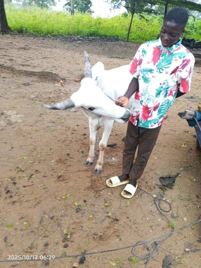 On 2025/10/12 at 06:29, an outdoor scene in Kamantan, Nigeria, depicts a young male and a white Zebu-type bull. The male, positioned on the right, has dark skin and short dark hair. He is wearing a white short-sleeved button-up shirt with a red, green, and blue tropical leaf pattern, dark brown trousers, and light yellow slide sandals. His right hand holds a blue rope connected to the bull's muzzle. The bull, predominantly white with a discernible hump and upward-curving dark grey horns, stands to the male's left, its hooves visible on the ground. The immediate foreground and midground consist of reddish-brown dirt or sand, scattered with green and brown leaves, small dark debris, and loose coiled ropes. In the background, dense green foliage and multiple tree trunks are visible, indicating a vegetated area. A portion of a blue object is partially visible on the far right.