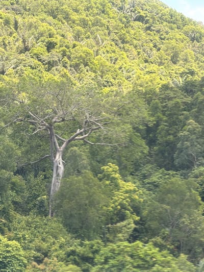 This media file is a photograph taken in Hoa Xuan, Vietnam. The scene is dominated by a lush, dense hillside covered in various types of trees and foliage. The vegetation is predominantly green, with some areas appearing brighter and more yellow-toned, suggesting sunlight filtering through the canopy or younger leaves. A prominent, gnarled tree with thick branches and exposed roots is positioned centrally in the frame, its distinctive structure standing out against the surrounding greenery. The photograph is oriented vertically. The image appears to be taken during the daytime, as indicated by the natural lighting and clear visibility of the landscape. There are no visible people, objects, or text in the image. The overall impression is one of a natural, verdant landscape.