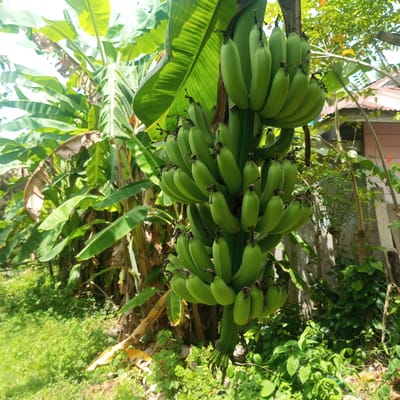 The image shows a bunch of unripe green bananas hanging from a tree. The bananas are clustered in multiple tiers. The tree is surrounded by lush green vegetation. In the background, there is a glimpse of a house. The location is Teupinjok, Indonesia.
