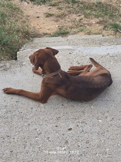 A medium-sized, brown-furred dog with a brown collar lies on concrete steps outdoors. The dog is positioned on its right side, with its head facing left and its body curled towards the right. Its front left leg is extended forward, while its front right leg is bent. The dog's hind legs are tucked underneath its body, and its tail is curled up.
The concrete steps are rough and textured, with visible aggregate. To the left of the steps, there is dry, yellowed grass and some green vegetation. The background appears to be a dirt or gravel area with scattered rocks and some more dry grass.
A timestamp in the lower right corner indicates "ivo.wf 12 юли 2026 г. 19:12", which translates to "12 July 2026 19:12". The image is likely from Chal, Bulgaria, given the provided context, but the visual elements alone do not explicitly confirm this location.