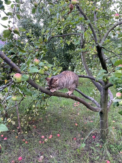 A tabby cat is perched on a branch of an apple tree in an outdoor setting. The tree is laden with green and red apples, some of which have fallen onto the grassy ground below. The cat is in the center of the image, with its head down, appearing to be grooming or eating. The background consists of more trees and foliage, suggesting a garden or orchard. The overall scene depicts a natural, rural environment. The location is specified as Verkhneye Kazachye, Russia.