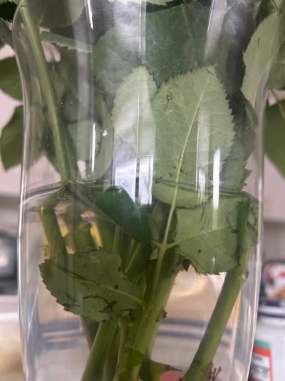 The image is a close-up shot of rose stems submerged in water inside a clear glass vase. The stems are green and some leaves are visible above the water line. The background is blurred and suggests an indoor setting with hints of kitchen appliances and containers. The lighting appears to be natural, possibly from a window, creating reflections on the glass and water. There are no people or animals present in the image. The scene is a still life, focusing on the botanical details of the roses. The specific location of Richmond Hill, Canada is not discernible from the image itself.