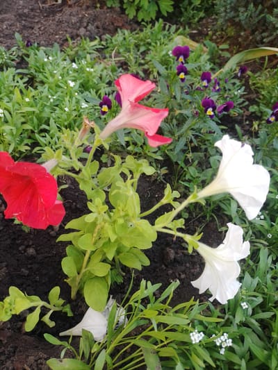 This is a close-up, eye-level shot of a flower bed in Myrhorod, Ukraine. The foreground is dominated by dark soil and various green plants, some with delicate white flowers. Prominent in the image are several large petunias in vibrant red, soft pink, and bright white. Behind the petunias, smaller purple and yellow pansies are visible, adding a contrasting splash of color. The overall impression is a well-maintained garden or public green space within the city, suggesting a natural setting rather than a specific landmark. The lighting appears to be natural daylight, casting subtle shadows. There are no people or animals present.