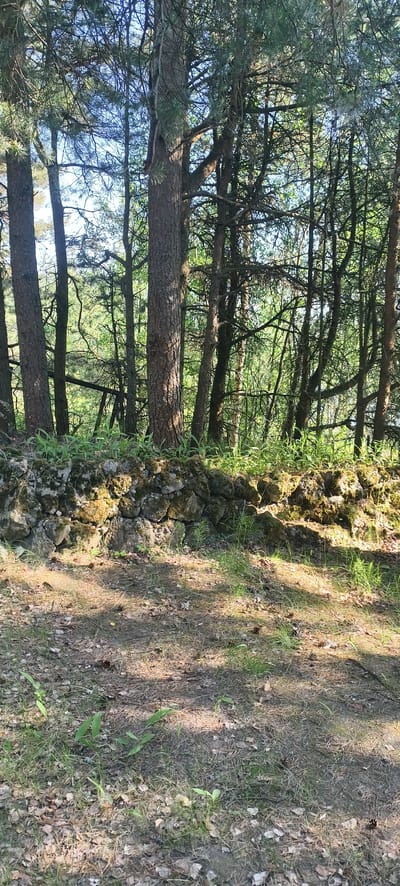 The image depicts a woodland scene. In the foreground, the ground is covered with dry leaves, pine needles, and sparse green grass, with a few small plants emerging. A low, rough stone wall, partially covered in moss and lichen, runs horizontally across the middle ground. Behind the wall, a dense forest of tall pine trees dominates the background, with sunlight filtering through the branches, creating dappled shadows on the ground. The sky is visible in the upper portion of the image through the canopy. The scene appears to be located in a natural, undeveloped area. There are no people or animals visible in the image. The location is identified as Kostyaevka, Russia.