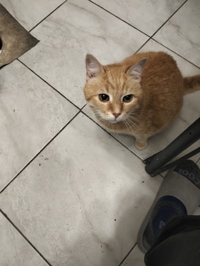 An orange tabby cat is looking up at the camera, sitting on a tiled floor. The cat has green eyes and is positioned in the center of the frame. To the right of the cat, a person's foot wearing a sock and a slipper is visible. The floor is made of light-colored square tiles with dark grout lines. In the upper left corner, a piece of dark material, possibly a rug or mat, is visible. The lighting suggests an indoor environment, and the overall scene appears to be in a residential setting. There are no distinctive landmarks or features that would specifically place this scene in Zyuzino, Russia.