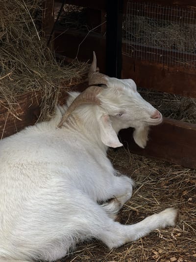 A white goat lies on its back on a bed of hay inside a wooden structure. The goat has curved horns and its legs are extended. A wire mesh hay feeder is visible in the upper left corner. The location is Polivanovo, Russia.