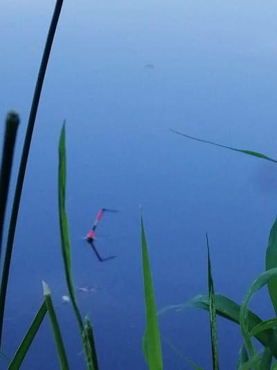 A fishing float, predominantly red and black, rests on the surface of calm blue water, with blades of green grass framing the foreground and extending into the background. The scene appears tranquil, with the gentle ripple of the water suggesting a slight breeze or the natural movement of the float. The time of day is likely early morning or late evening, as indicated by the soft, diffused light that creates a serene atmosphere. The clear blue expanse of water, reflecting the sky, implies fair weather. The presence of aquatic vegetation and the fishing float points to a natural body of water, such as a lake or slow-moving river, in a rural or natural setting. There is no visible text within the image.