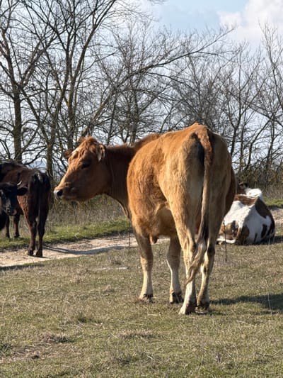 The scene depicts a pastoral landscape in Zdravets, Bulgaria, under a clear to partly cloudy sky. The foreground is a field of dry, sparse green and brown grass. A light-colored dirt path is visible stretching horizontally across the middle ground.

The primary subject is a golden-brown cow, standing with its hindquarters oriented towards the viewer. Its head is turned to the left, showing part of its face and a white mark on its forehead. Its tail hangs down, ending with a black brush. Visible between its rear legs are what appear to be testicles, suggesting it is a bull or steer.

To the left and slightly behind the main subject, two darker brown cows are visible. One is largely obscured, but its hindquarters and legs are clearly seen on the dirt path. A smaller, black calf with small horns stands directly behind the darker cow.

In the right background, a brown and white cow is lying down on the grassy terrain.

The background is dominated by a dense cluster of leafless deciduous trees with bare branches, silhouetted against the sky. The overall impression is an outdoor rural setting, possibly in late winter or early spring.