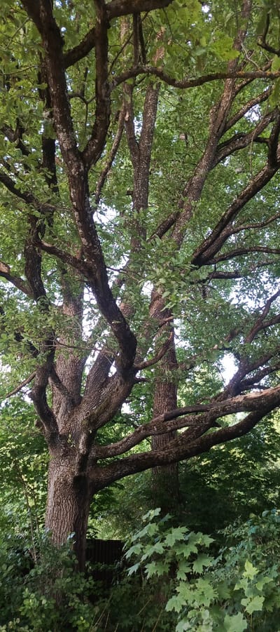 This image shows a dense forest scene dominated by the thick, gnarled branches of several large trees. The trunks are textured with rough bark, some of which is covered in lichen. The branches spread outwards and upwards, creating a canopy of green leaves that partially obscure the bright sky. Several of the branches are thick and sturdy, while others are thinner and more delicate. The foliage is lush and verdant, suggesting a healthy forest environment.
In the background, more trees and greenery can be seen, forming a dense wall of foliage. A dark, possibly wooden, fence is visible in the middle ground, partially hidden by bushes and smaller plants. The overall impression is one of a secluded, natural setting. The lighting suggests it is daytime, likely with bright sunlight filtering through the leaves, creating areas of light and shadow. No people or animals are visible, and there is no text in the image. The location is identified as Merchalovo, Russia, indicating a temperate forest environment. The scene evokes a sense of natural tranquility and the abundance of plant life.