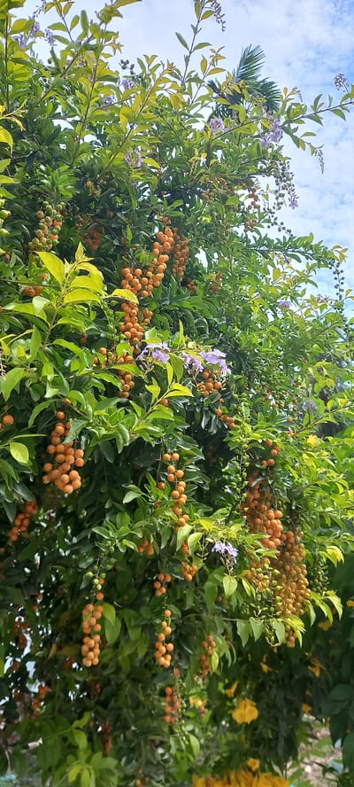 The image shows a close-up view of a flowering bush or small tree, likely taken outdoors in daylight. The bush is dense with green leaves, orange berries, and clusters of small purple flowers. The sky, a light blue with some clouds, is visible in the upper-left corner of the frame. Some green and yellow plants, including flowers, are visible on the right side of the bush, but they are out of focus. The location is in the city of Baan Kai, Thailand.