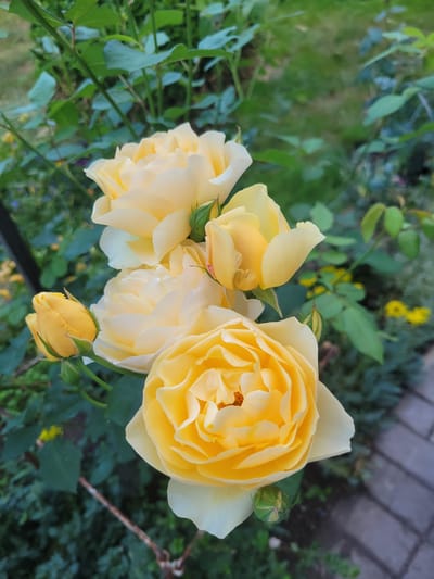 A close-up, horizontal, high-angle shot showcases a cluster of pale yellow roses in bloom, with a single rosebud in the foreground. The roses are the main subjects, their delicate petals unfurling in intricate layers. Behind the roses, a blurred backdrop of lush green foliage and hints of yellow wildflowers suggests a garden setting. A textured, grey brick pathway is visible in the upper right corner, indicating an outdoor environment. The lighting suggests it is daytime, possibly late afternoon or early evening, casting a soft glow on the flowers. The overall scene evokes a sense of natural beauty and tranquility. No people are visible, nor is any text. The location context is Belaazyorsk, Belarus.