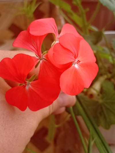 A close-up, low-angle shot shows a person's hand gently holding a cluster of bright red geranium flowers. The flowers are in full bloom, with their delicate petals fanning outwards, revealing their white centers and small, reddish-brown stamens. The hand, with its skin tone appearing to be fair to medium, is positioned in the lower left quadrant of the frame, its fingers cupping the base of the flower stems.

The background is softly blurred, creating a shallow depth of field that emphasizes the vibrant red of the flowers. Hints of greenery from the plant are visible behind the blossoms, suggesting they are part of a larger potted plant or garden. The backdrop also includes elements that suggest an indoor or covered outdoor setting, with a tiled surface and a warm, brownish hue possibly indicating a wall or partition. The lighting appears natural, casting soft shadows and highlighting the textures of the petals and skin. The overall mood is one of care and appreciation for nature. There is no visible text in the image. The location context is provided as Ак-Дөбө, Kyrgyzstan.