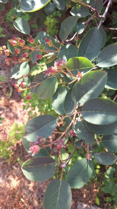 A close-up, vertical shot shows a branch of a plant with green leaves and small, developing berries. The berries are mostly light green with red tips and are clustered together. Some of the leaves are in sharp focus, while others are blurred. The background consists of more foliage and dry, brown ground cover, likely pine needles or mulch. The lighting suggests it is daytime, with sunlight dappling through the leaves. The image appears to be taken outdoors, possibly in a garden or wooded area. There are no people or man-made objects clearly visible.