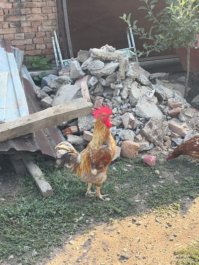 A rooster with red comb and golden and brown feathers stands in a yard in Dolni Dabnik, Bulgaria. Behind the rooster is a pile of concrete rubble, brick debris, and corrugated metal sheeting. To the right of the rooster, a hen with brown and white feathers pecks at the ground. A small green tree is visible to the right, behind the rubble. The ground is covered with grass and dirt.