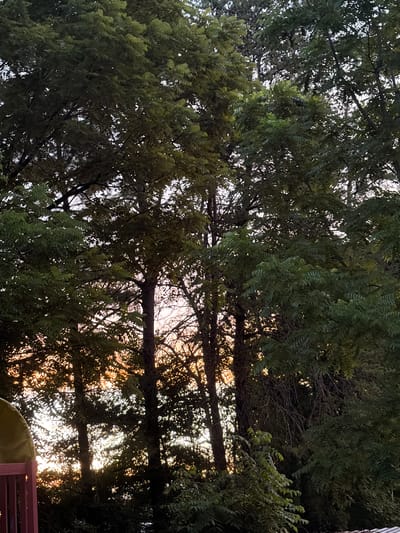 This is a close-up, medium-angle shot of several trees with dense green foliage, silhouetted against a bright, hazy sky during what appears to be either sunrise or sunset. The sky shows a gradient of colors, from white at the top to orange and pink hues lower down. Several tree trunks are visible, some appearing thick and dark, while others are thinner and more obscured by leaves. The leaves of the trees are varied in shape and density, with some appearing feathery and others more solid. In the lower left corner, a portion of a red railing and a curved, light-colored object, possibly part of a structure like a playground or a canopy, are visible, suggesting this scene is viewed from a human-made vantage point. The overall impression is one of natural beauty with a hint of man-made elements intruding. The specific location in Asheville, United States of America, cannot be determined from the visual information provided.