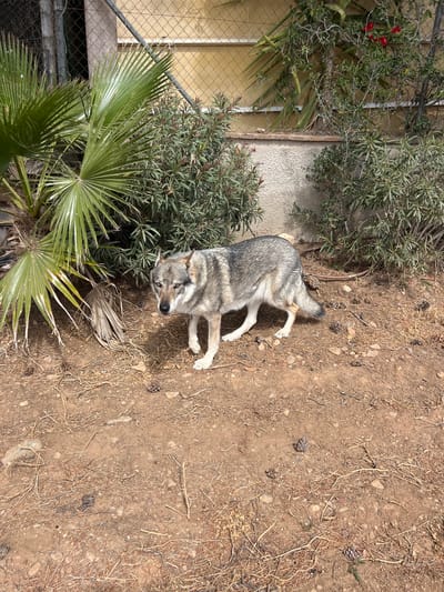 The image shows a gray wolf lying down in an enclosure. The enclosure appears to be a dirt area with some vegetation, including shrubs and a palm tree. In the background, there's a building with a chain-link fence. The wolf has a gray and white coat. The picture was taken during daylight. The location is the Aqualeon Safari Zoo in Vila-seca, Spain.