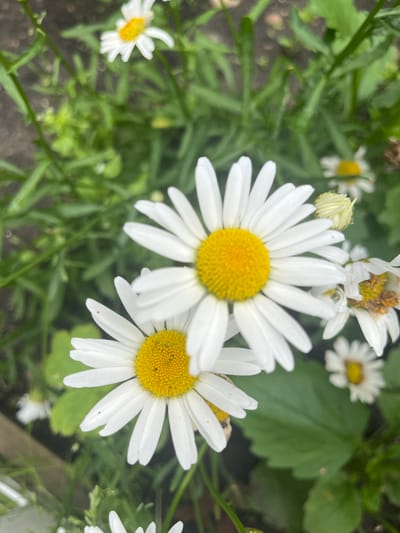 The image is a close-up, overhead view of several white daisies with yellow centers growing in a garden. The daisies are the primary subjects, with two large, in-focus flowers dominating the foreground and middle ground. Their white petals are broad and slightly elongated, radiating from a textured, bright yellow disc. In the background, a mix of greenery, including grass and possibly other foliage, creates a soft, blurred backdrop. There are also smaller, less distinct daisy blooms scattered throughout the scene, some appearing more wilted than others. The overall impression is one of a natural, outdoor setting, likely a garden in a residential or park area. The image does not contain any people or any discernible urban or city-specific features that would allow for precise identification of the location within Сухринское, Russia.