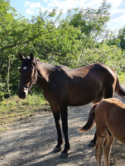 This is a full-shot, eye-level, medium-distance photograph of two horses in an outdoor setting. The primary subject, a dark brown horse, stands facing left, with its head turned to look at the camera. A smaller, lighter brown horse is visible on the right, with its back to the camera. The horses are standing on a dirt path, with lush green trees and a blue sky with white clouds in the background. The lighting suggests it is daytime, possibly late afternoon, with shadows cast on the ground. There are no people visible in the image.