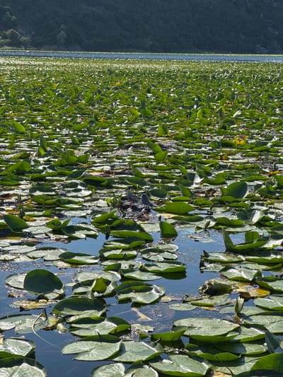 The image shows a body of water densely covered with lily pads. The location is in Dodoši, Montenegro. The water is visible between the lily pads, reflecting the sky. In the distance, there is a dark land mass covered with forest. The scene shows a natural environment.