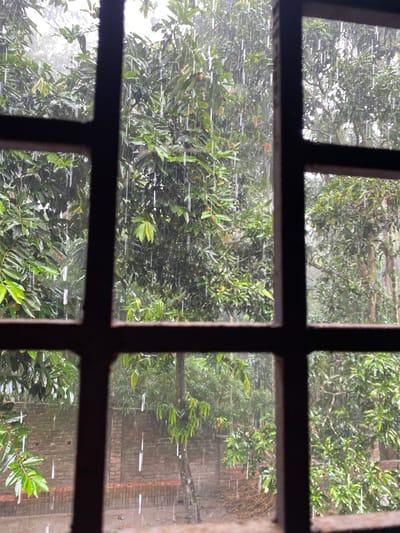 The image displays an outdoor scene observed through a window featuring a prominent, dark, grid-patterned frame in the foreground. This frame consists of thick horizontal and vertical bars, dividing the view into multiple rectangular panes.
Beyond the window, a dense and vibrant expanse of green foliage and trees dominates the scene. The leaves appear wet, and numerous distinct, thin, white horizontal streaks are visible across the entire outdoor area. These streaks strongly suggest heavy rainfall or water spray, with the horizontal orientation possibly indicating strong wind-driven rain, motion blur from falling water captured with a slow shutter speed, or the image being rotated from its original vertical orientation where the rain fell downwards.
In the rightmost panes of the window, partially visible through the foliage, is a reddish-brown brick wall, suggesting a nearby building or boundary structure. The lighting is diffused and bright, consistent with an overcast or rainy daytime environment.
The scene captures the visual experience of being indoors and observing a natural environment during a downpour. No people or visible text are present. The lush greenery is indicative of a verdant setting, aligning with the context of Bangladesh. The image conveys a quiet, immersive experience of nature's elements.