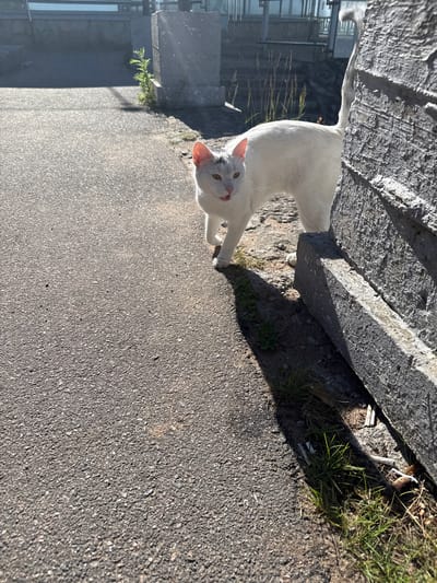A white cat with black markings on its head stands on an asphalt path next to a rough concrete structure. The cat is looking towards the camera with its tongue slightly out. Sunlight casts shadows on the ground. In the background, there is a body of water and buildings, suggesting an urban or semi-urban environment, potentially near the coast. The scene appears to be outdoors in Zelenogorsk, Russia, given the context.