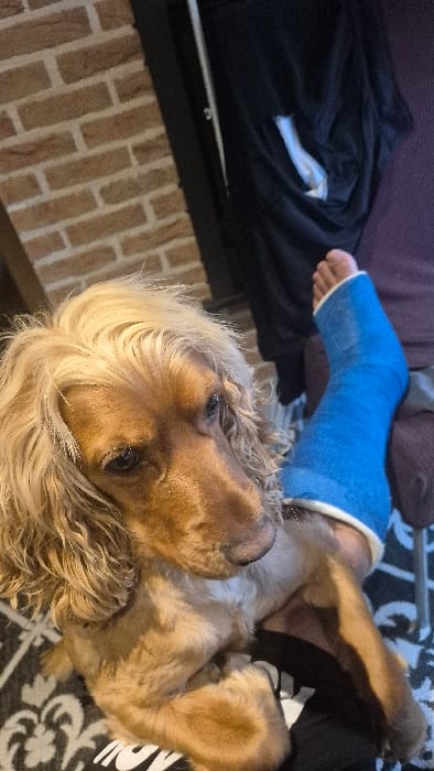 An indoor scene in Melle, Belgium, depicts a tan-colored, curly-haired dog, resembling a Cocker Spaniel, positioned in the foreground. The dog is looking towards the right side of the frame. Directly behind and partially beneath the dog, a human leg is visible, encased in a bright blue medical cast that extends from the lower calf to above the ankle. The bare toes are visible protruding from the top of the cast. The leg rests on a dark-colored upholstered surface, likely a chair or sofa. In the upper left background, a section of a light brown brick wall is visible. To the upper right, a dark garment with a white detail is draped over an unseen object. The lower foreground features a black and white patterned rug or blanket.