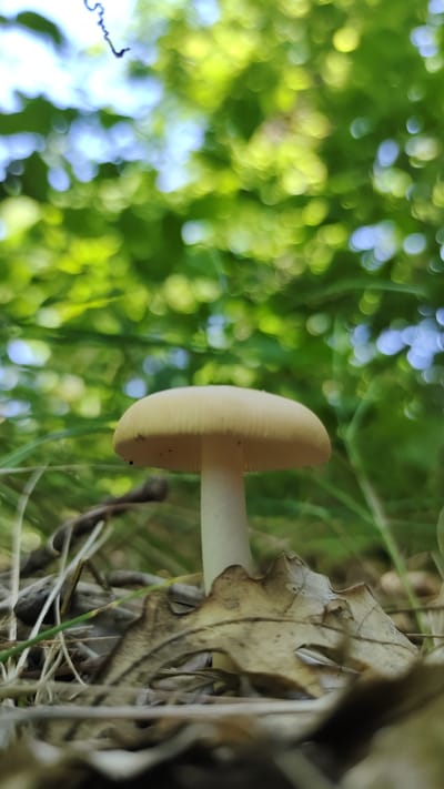 A low-angle, vertical shot captures a pale mushroom with a rounded cap and a thin stem. The mushroom is positioned on the left side of the frame, nestled amongst dry leaves and blades of grass. The cap, a light yellow or cream color, shows subtle ridges underneath and a few dark specks, possibly insects. The stem is a uniform white.
The background is a blurred tapestry of vibrant green foliage, punctuated by soft, out-of-focus circles of light, suggesting dappled sunlight filtering through leaves. The bokeh effect creates a sense of depth and a bright, lively atmosphere, hinting at an outdoor, natural setting, likely a forest or wooded area.
The overall impression is one of quiet observation of nature. The lighting suggests it is daytime, possibly late morning or afternoon, with clear skies indicated by the bright highlights. There is no visible text in the image. The scene appears to be located in Mikhaylovka, Russia, as per the provided context.