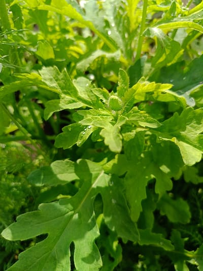 The image is a close-up shot of green leaves with visible water droplets, suggesting recent rainfall or dew. A small, unopened bud is visible in the upper center of the frame, surrounded by the foliage. The leaves are deeply lobed and appear to be from a plant like a poppy or a similar herbaceous perennial. The lighting indicates it is daytime, with sunlight casting shadows and highlighting the textures of the leaves and water. The background is a blur of green, further emphasizing the foreground subject. There are no people or animals present in the image. The setting is likely a garden or natural area in the city of Barkhatovo, Russia, given the context.