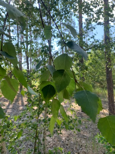 This is a vertical, close-up, outdoor photograph of green leaves from a tree in a forest. The leaves are in focus, appearing vibrant and healthy. The background is a blur of more trees and a dirt path, suggesting a natural woodland setting. The light filtering through the leaves indicates it is daytime, likely with clear skies given the bright illumination. There are no people or animals visible in the frame. The focus on the leaves and the dappled light create a serene and natural atmosphere. The image was captured in Hostomel, Ukraine. There is no visible text in the image.