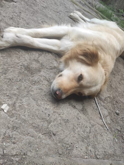 The image shows a golden retriever dog lying on a concrete surface. The dog is light-colored with long fur. Its front legs are crossed. Its head is turned towards the camera, and its eyes are open. The dog appears to be resting or sleeping. The background consists of a rough concrete ground with some small stones and dirt. To the right of the dog, there is some green grass and a thin, light-colored cable or hose. There are also some pieces of debris on the ground. The lighting suggests it is daytime, possibly overcast. There is no specific indication of the location being Pyriatyn, Ukraine, as the image lacks any identifying landmarks or text.