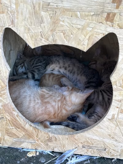 In Mayrtup, Russia, a close-up, eye-level, vertical shot captures a wooden cat house. The house is constructed from oriented strand board and features an opening shaped like a cat's head, complete with pointed ears. Inside, a cluster of four kittens are nestled together, sleeping. One ginger kitten is prominently positioned in the foreground, with its head resting on another kitten. Behind it, a tabby kitten is visible, and two more tabby kittens are partially obscured deeper within the house. The background is out of focus, showing the rough texture of the wood. The area directly below the cat house is visible, with scattered feathers and loose soil.