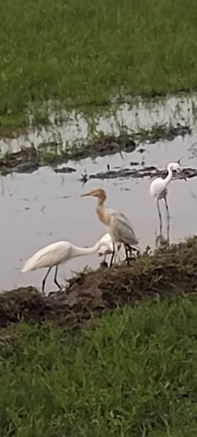 This image shows three white herons in a shallow body of water surrounded by green grass. The herons are of varying sizes and are in different poses. One heron is in the foreground, facing left with its head down. Another heron is in the middle ground, facing right with its head up. A third heron is in the background, facing left. The water is murky and reflects the sky. The grass is lush and green. The scene appears to be a natural habitat for the herons, possibly a rice paddy or a wetland area. The location is specified as Blangmajron, Indonesia.
