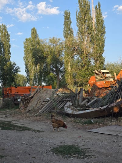 An outdoor scene in the city of Kara-Sai, Kyrgyzstan, depicts a rural yard filled with agricultural machinery and scrap metal, a single chicken pecking at the ground, and tall trees reaching towards a blue sky with scattered clouds. The ground is a mix of dirt and gravel, with patches of green grass. In the foreground, a brown and black hen is visible, along with some scattered debris. Behind the chicken, an orange trailer is parked, and to its right, a large pile of scrap metal and wooden planks is accumulated. Further back, a large, orange piece of agricultural machinery, possibly a combine harvester, is partially visible, covered with a mesh grate and other debris. The background is dominated by a dense line of tall, slender trees, their green foliage contrasting with the blue sky. The overall impression is one of a working farm or storage area with elements of disarray.