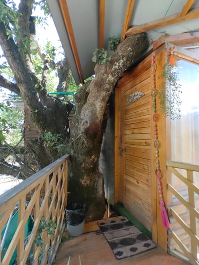 The image shows the entrance to a treehouse, likely in Chhyal, India, given its rustic wooden construction and integration with a large tree. A weathered, wooden door, horizontally paneled, is visible on the right side of the frame. Above the door, a sign reads "Glass House II 107". A decorative beaded string with circular ornaments and a pink tassel hangs to the right of the door. The door is slightly ajar, revealing a glimpse of a window or glass panel beyond.
The treehouse is built around a massive, gnarled tree trunk, which dominates the left and central portions of the image. The tree's branches extend upwards and outwards, covered in lush green leaves. A wooden railing, painted a light yellow, runs along the foreground, creating a walkway or balcony. To the left of the door, a black trash bag is placed inside a grey bin, and a dark-colored rug lies on the wooden floor. The overall environment appears to be natural and somewhat secluded, with sunlight filtering through the leaves.