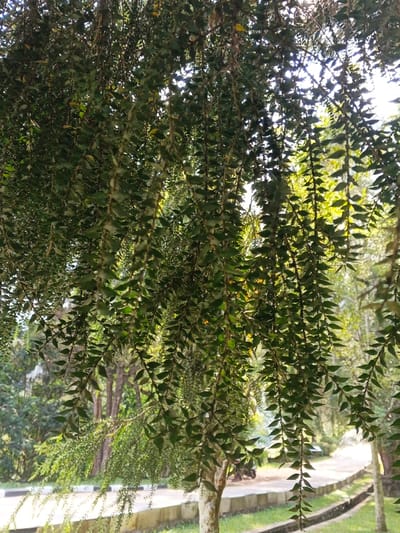 A cascade of green leaves dangles from tree branches, creating a curtain-like effect. The leaves are small, triangular, and arranged densely along the stems. Sunlight filters through the foliage, casting dappled shadows on the ground below. A tree trunk is visible near the bottom of the image, and a path is seen in the background. The environment is lush and green, suggesting a park or garden setting.
