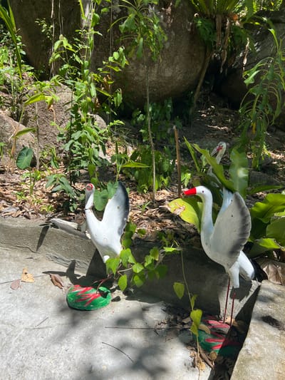 The image depicts a sunny outdoor scene in Baan Nok Sai, Thailand, with two white decorative bird statues situated amidst lush greenery and large rocks. The birds, appearing to be cranes or similar long-legged birds, are positioned on a concrete ledge. One bird is closer to the foreground, facing left with its wings partially spread and a bright red beak. Its base is painted green with red markings. The second bird is behind and to the right of the first, also white with a red beak and gray-tipped wings. It is partially obscured by foliage. The environment is characterized by natural elements, including large, rough-textured rocks, various plants with broad leaves, and scattered dry leaves on the ground. Sunlight casts shadows across the concrete and foliage, indicating it is daytime. The scene appears to be a garden or a decorative area within a natural setting.