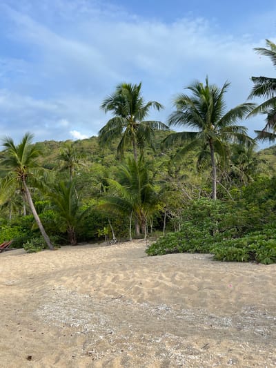 The image captures a sandy beach in Đông Ninh Hòa, Vietnam, with lush green tropical vegetation and palm trees dominating the background. The foreground consists of soft, light-brown sand with scattered pieces of white shell and debris. In the mid-ground, several palm trees stand tall, their fronds casting shadows on the sand. Behind them, a dense jungle covers a hilly landscape, with sunlight filtering through the foliage. The sky above is a pale blue, dotted with scattered white clouds. There are no people visible in the image. The scene evokes a peaceful and natural coastal environment.